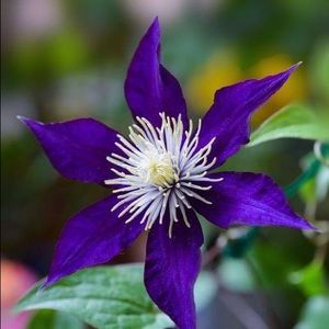 Meet your Posher, Prayoga